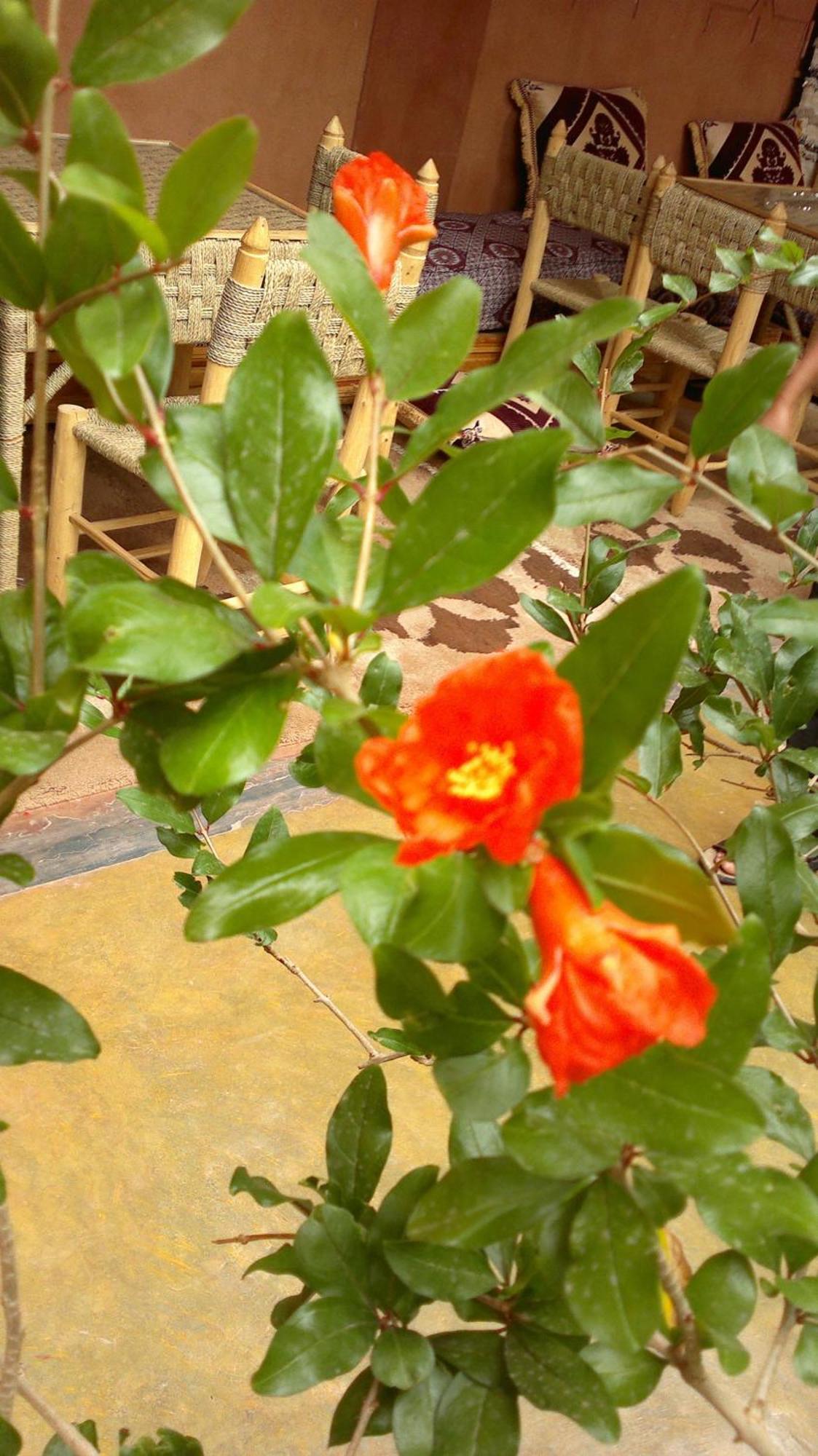 Boumalne Auberge Des Jardins Du Dades מראה חיצוני תמונה